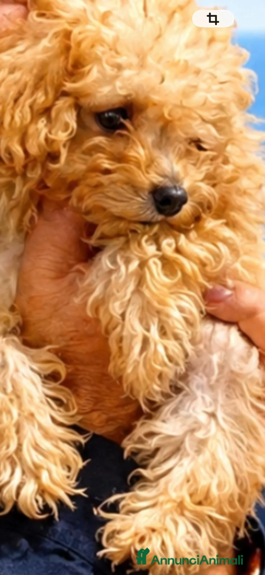 Barboncino cani in vendita: barboncina - Annuncio 2
