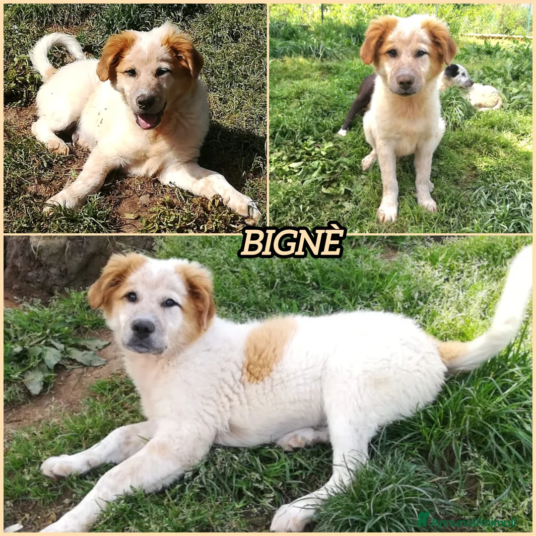 Meticcio cani in regalo: BIGNÈ MIX MAREMMANO/GOLDEN RETRIVER  a Provincia di Varese - Annuncio 2