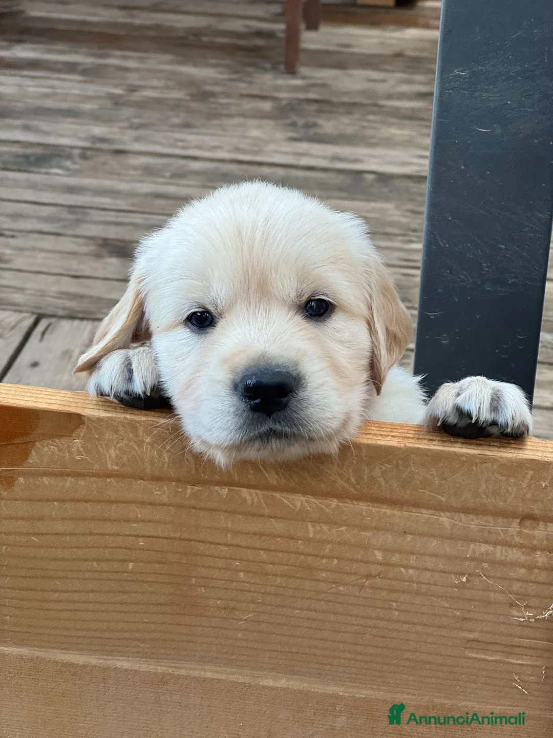 Golden Retriever cani in vendita: Ultimi cuccioli disponibili - Annuncio 1