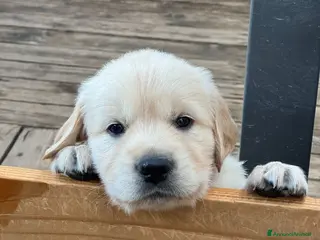 Golden Retriever cani Ultimi cuccioli disponibili - Annuncio 8