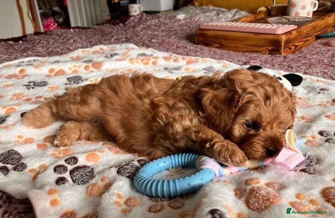 Meticcio cani in vendita: Cuccioli di Maltipoo - Immagine 11