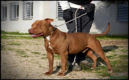 Pitbull cani in regalo: Pasha pit superbravo a Città metropolitana di Milano - Immagine 4
