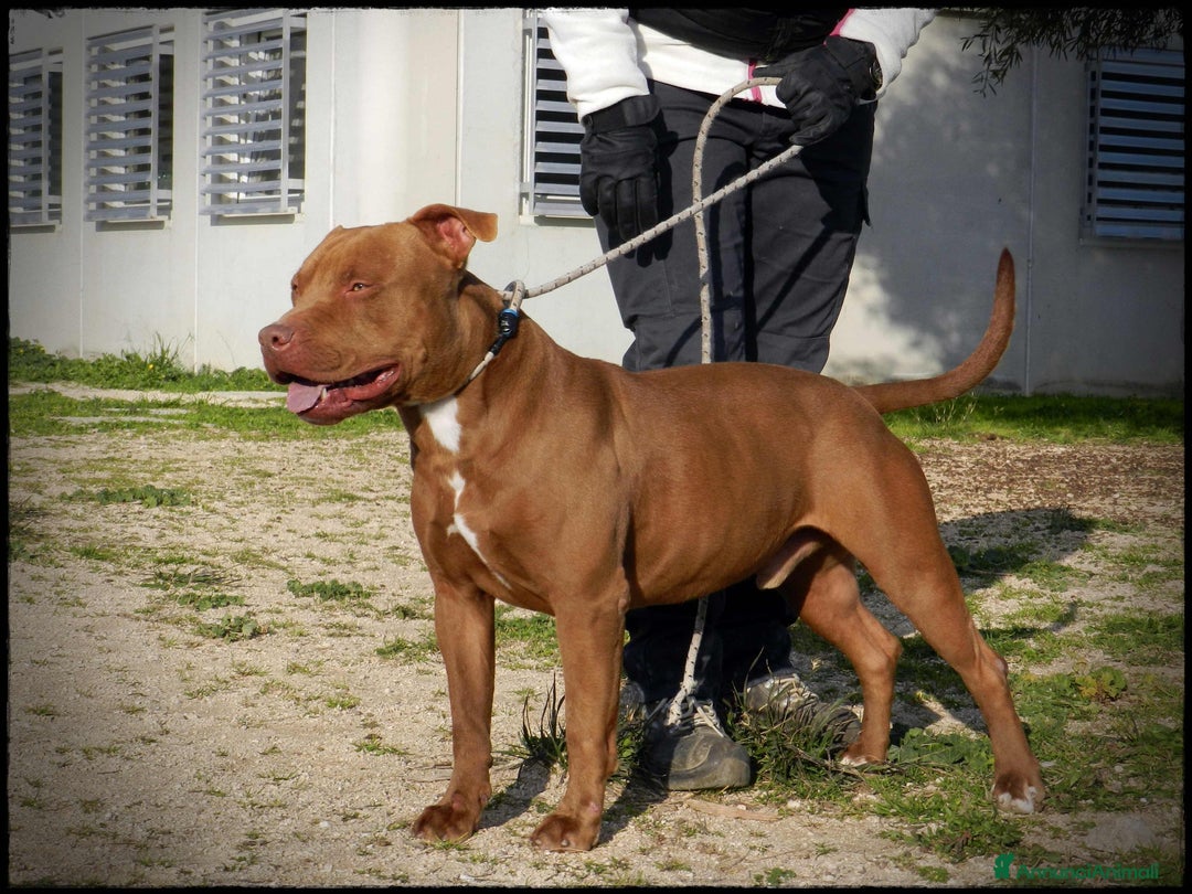 Pitbull cani in regalo: Pasha pit superbravo a Città metropolitana di Milano - Immagine 4