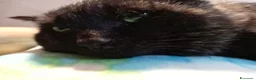 Europeo gatti in regalo: ADOZIONE DEL CUORE ❤️ gatto 12 anni a Provincia di Padova - Annuncio 14
