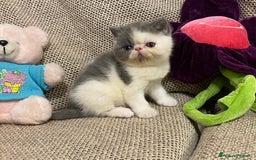 Exotic Shorthair gatti in vendita: Gattini exotic e persiani con pedigree a Provincia di Cuneo - Immagine 6