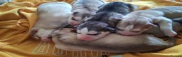 Husky cani in vendita: Cuccioli husky siberiano  - Annuncio 4