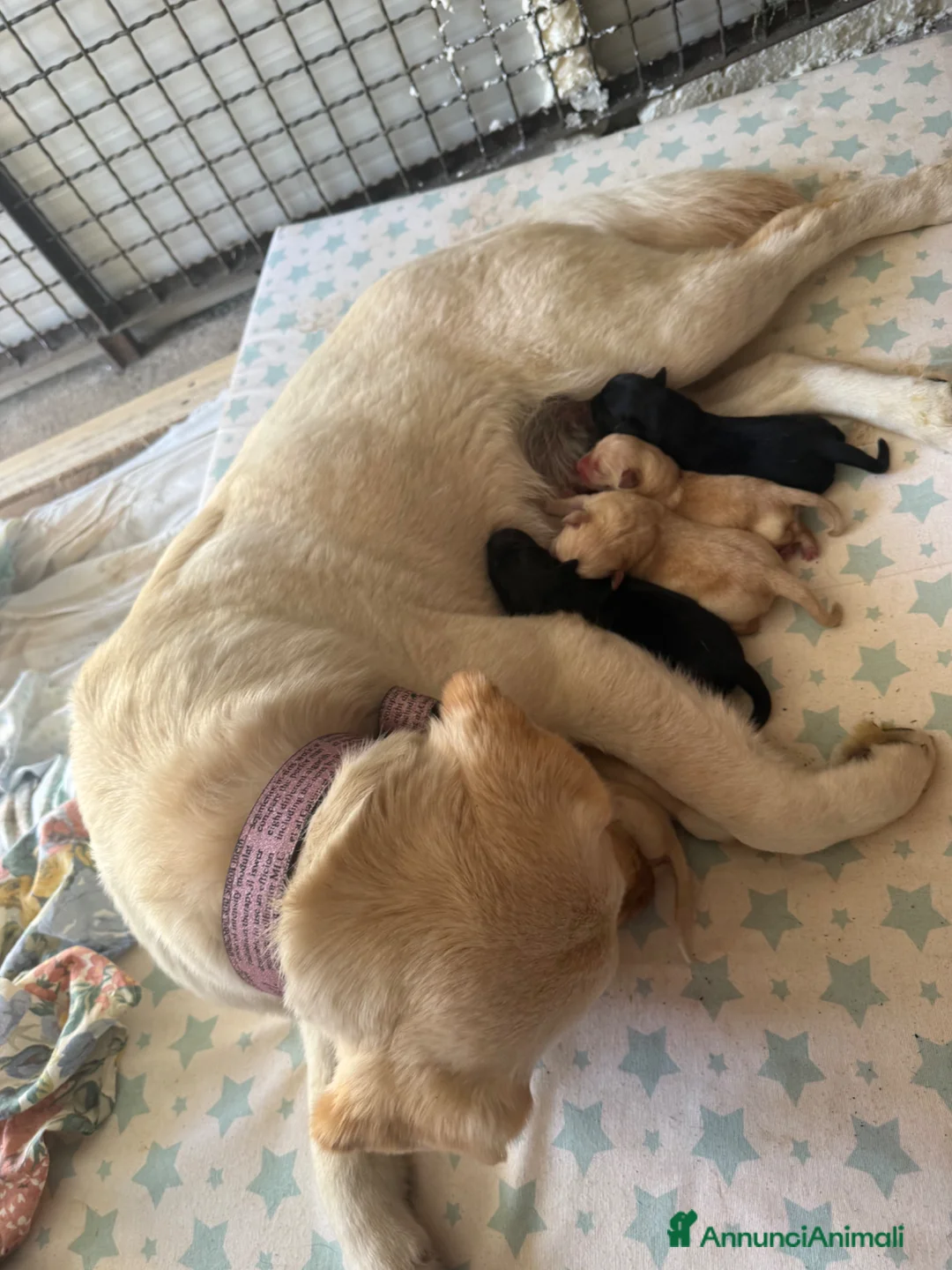 Labrador cani in vendita: Labrador - No pedigree  a Provincia di Isernia - Annuncio 6