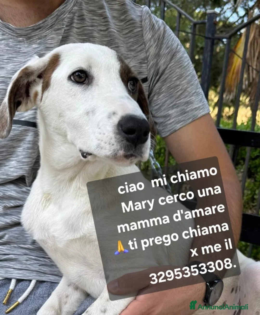 Meticcio cani in regalo: Mary e Nocciolino 4mesi e 1/2 INVISIBILI! SICILIA - Annuncio 3