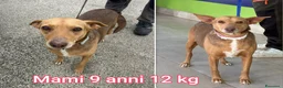 Meticcio cani in regalo: CANI TAGLIA PICCOLA E MEDIOPICCOLA  a Provincia di Pistoia - Annuncio 7