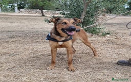 Meticcio cani in regalo: Aladin e' un Mago!  a Città Metropolitana di Bari - Immagine 1