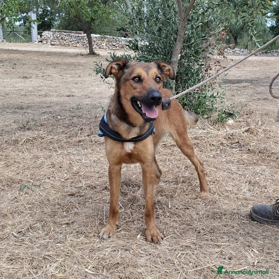 Meticcio cani in regalo: Aladin e' un Mago!  a Città Metropolitana di Bari - Immagine 1