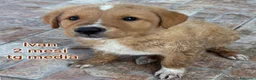 Meticcio cani in regalo: Cuccioli tenerissimi in cerca di casa  a Provincia di Modena - Annuncio 8