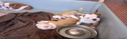 Bulldog cani in vendita: Cucciolo American bulldog  - Annuncio 8