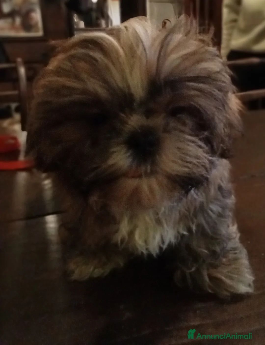 Shih Tzu cani in vendita: Splendido cucciolo di Shitzu  - Annuncio 2