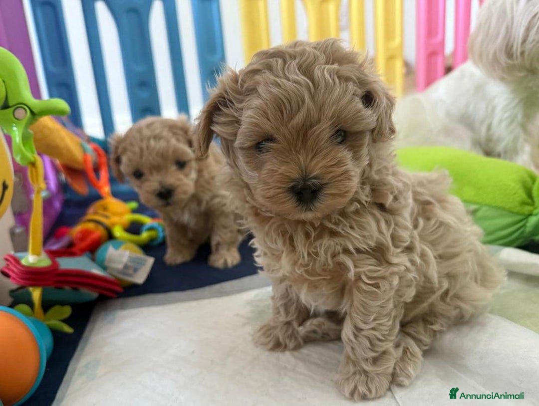 Meticcio cani in vendita: Bellissimi Maltipoo Mini F1 - Annuncio 3