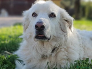 Pastore Maremmano cani Bianca,una meraviglia candida e dolcissima a Pomezia - Annuncio 12