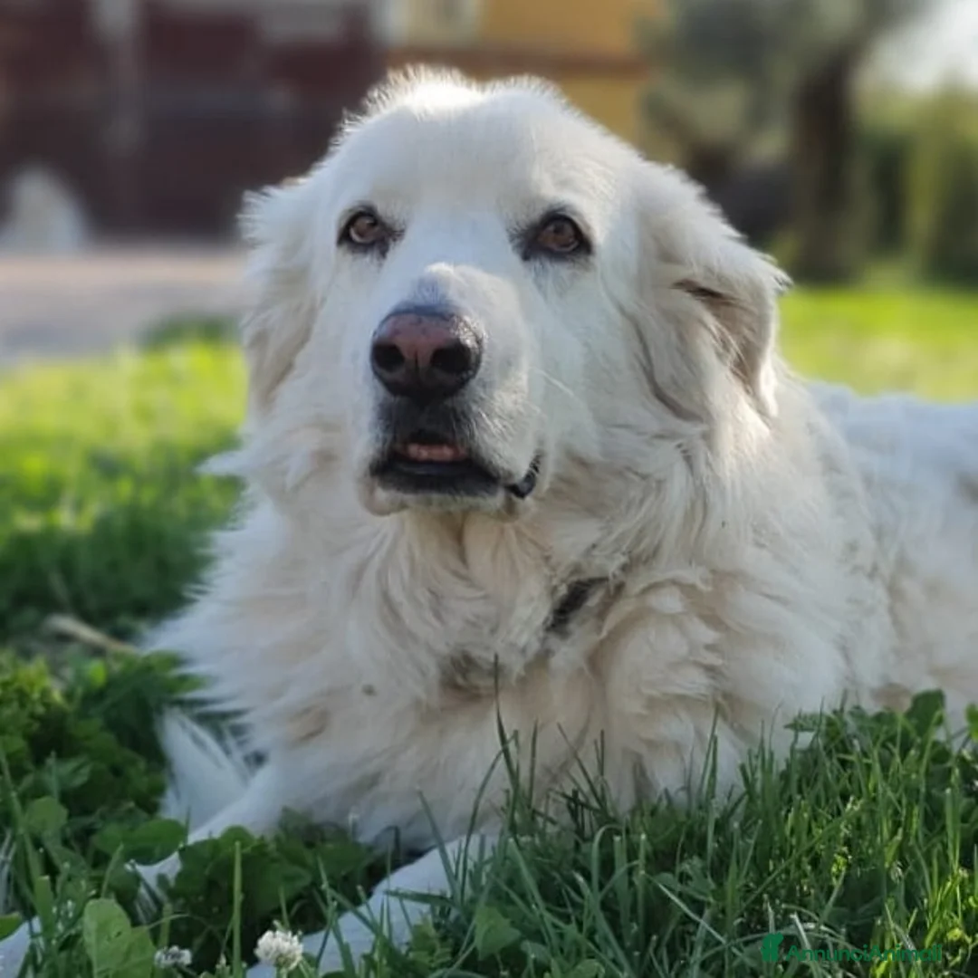 Pastore Maremmano cani in regalo: Bianca,una meraviglia candida e dolcissima a Pomezia - Annuncio 1