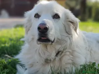 Pastore Maremmano cani Bianca,una meraviglia candida e dolcissima a Pomezia - Annuncio 14