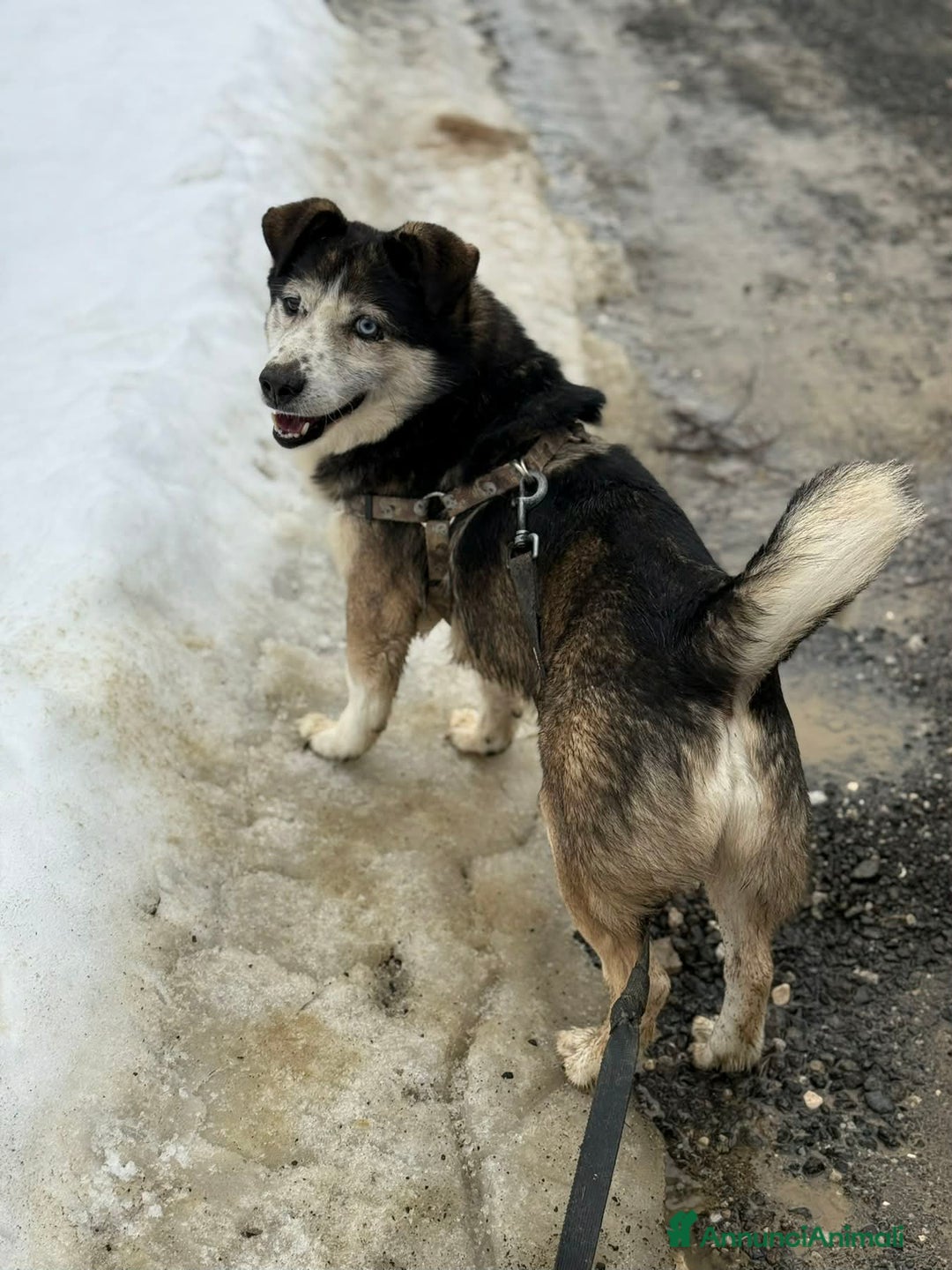 Meticcio cani in regalo: ODINO, taglia piccola super coccolone! - Annuncio 7