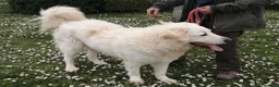 Meticcio cani in regalo: IL BELLISSIMO BYRON CERCA LA SUA FAMIGLIA - Annuncio 2