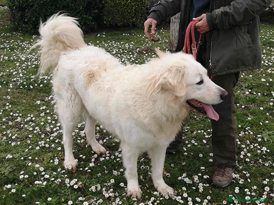 Meticcio cani in regalo: IL BELLISSIMO BYRON CERCA LA SUA FAMIGLIA - Annuncio 2