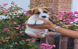 Jack Russell cani in vendita: Cucciolo broken jackrussell terrier a Provincia di Alessandria - Immagine 5