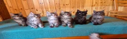 Maine Coon gatti in vendita: Maincoons cuccioli - Annuncio 3