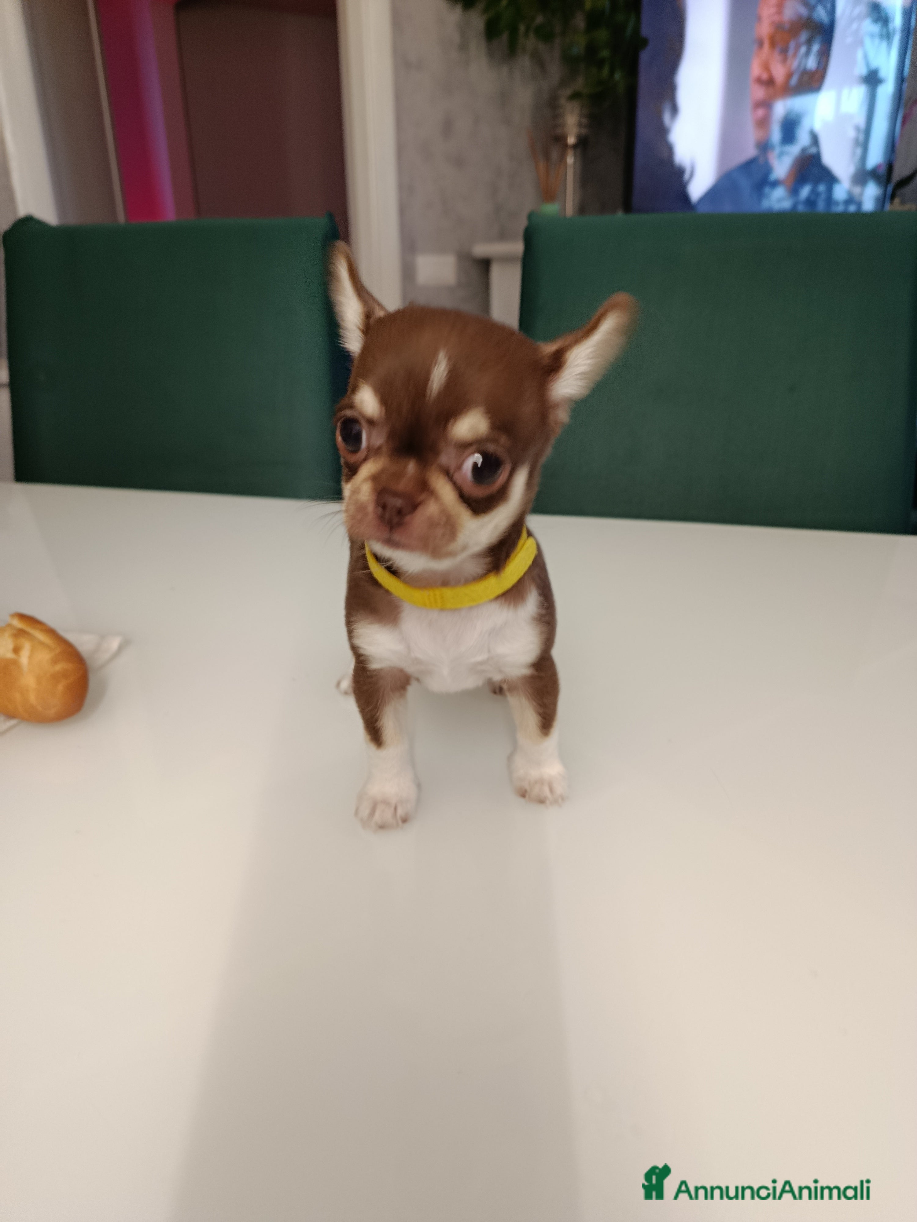 Chihuahua cani Cucciola chihuahua - Annuncio 28