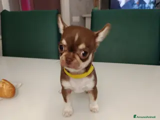 Chihuahua cani Cucciola chihuahua - Annuncio 1