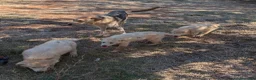 Meticcio cani in regalo: Cuccioli meticci cercano casa - Annuncio 2