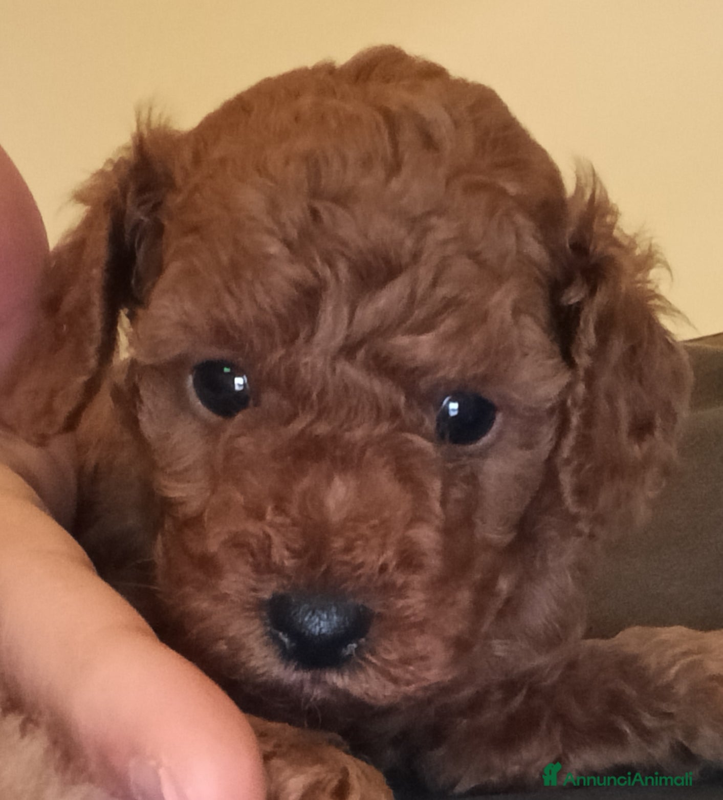 Meticcio cani Cuccioli di barboncino Red Toy/nano - Annuncio 1