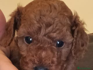 Meticcio cani Cuccioli di barboncino Red Toy/nano - Annuncio 1