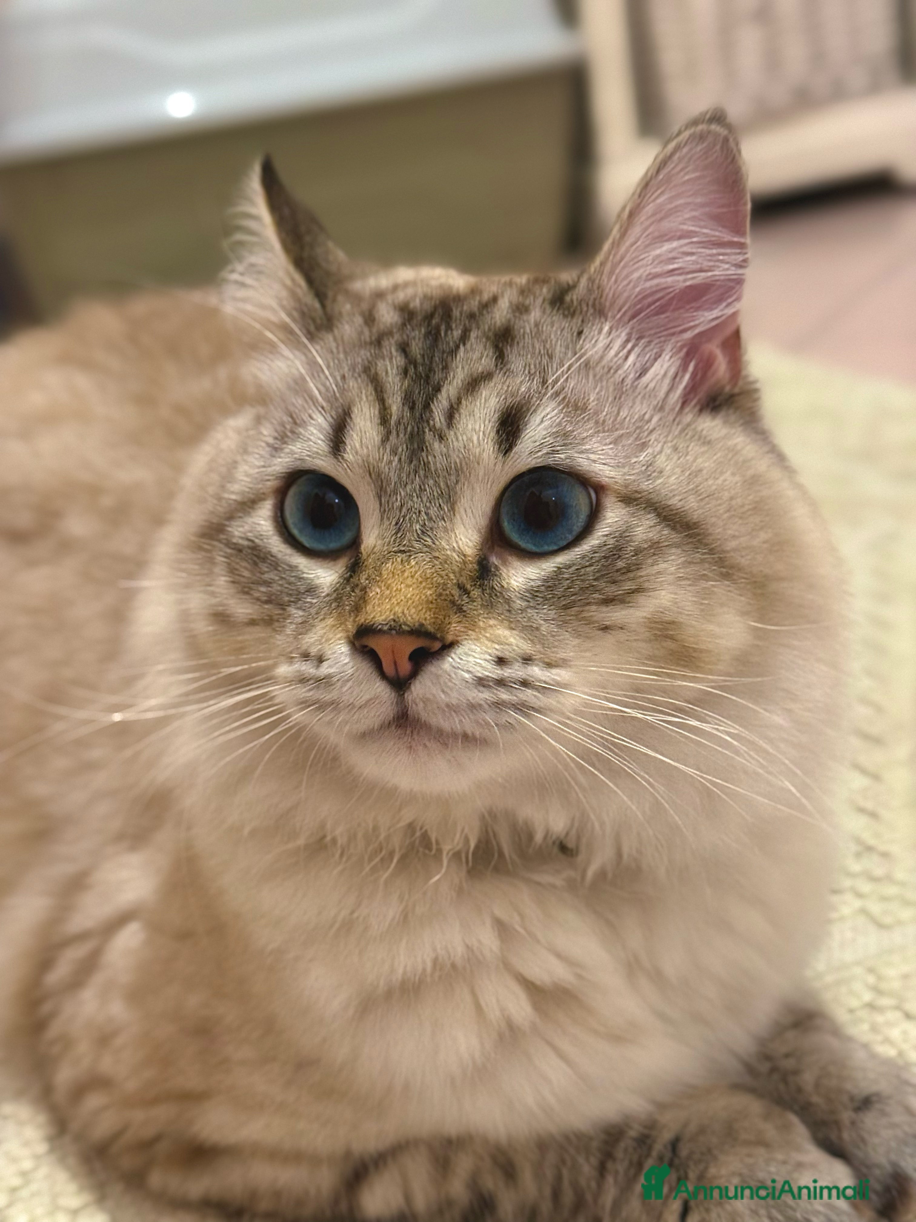 Siberiano gatti Gatto siberiano neva disponibile per monta - Annuncio 4