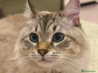 Siberiano gatti Gatto siberiano neva disponibile per monta - Annuncio 4