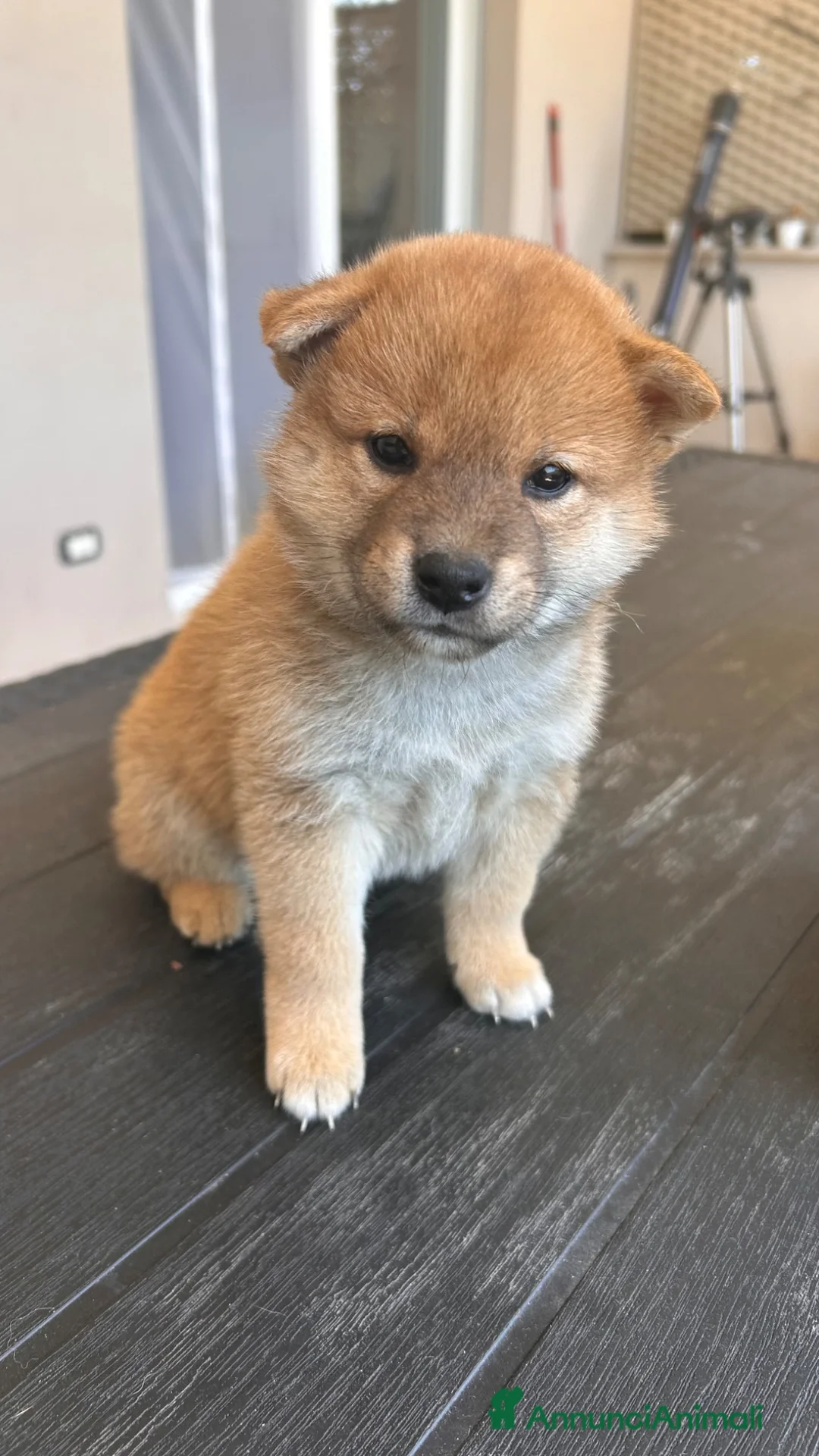 Shiba Inu cani in vendita: Meravigliosi cuccioli di Shiba Inu - Annuncio 1