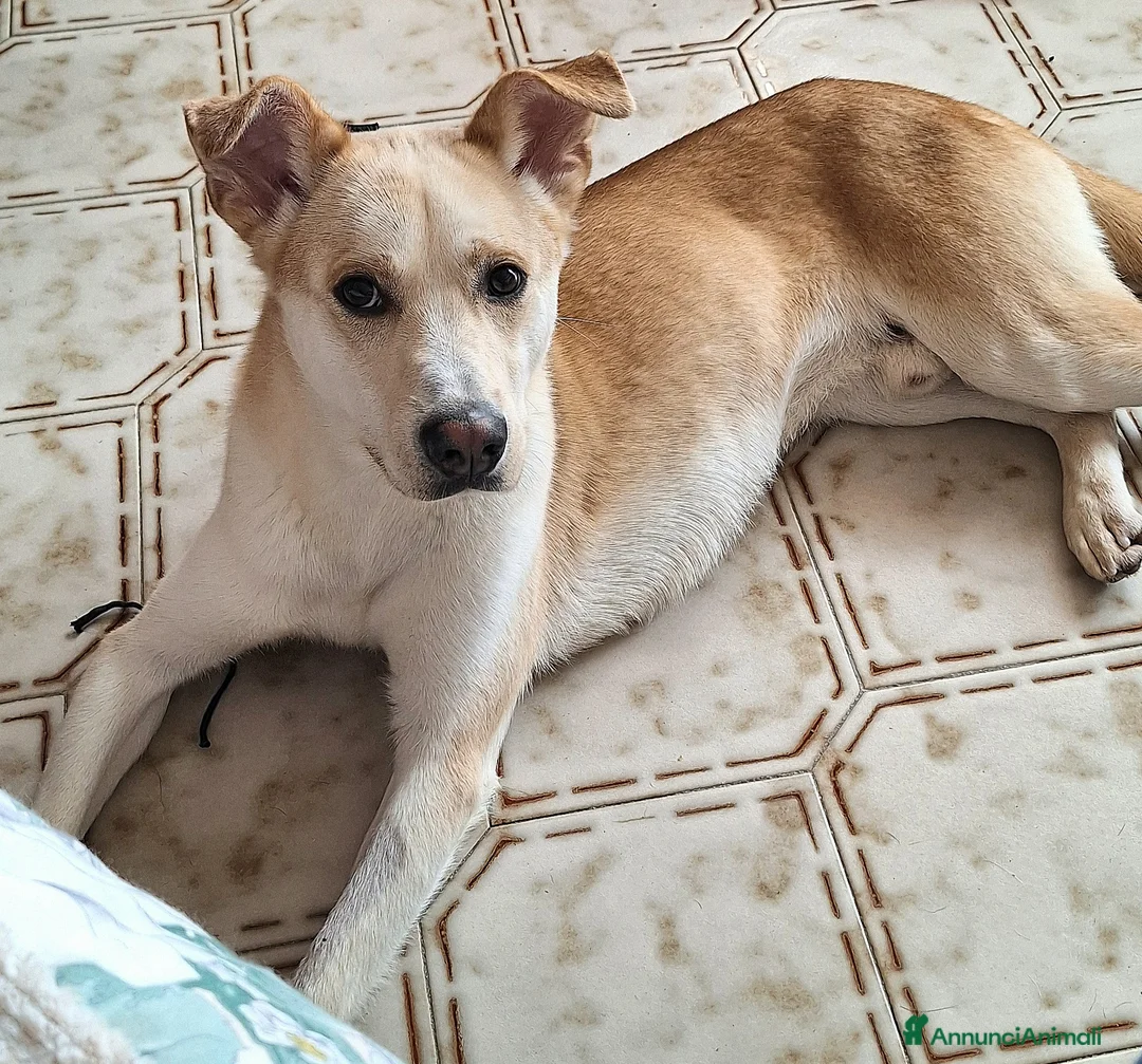 Meticcio cani in regalo: Nuccio 1 anno taglia media  - Annuncio 7