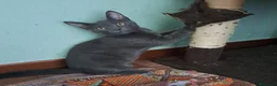 Europeo gatti in regalo: ELEOISE e PENELOPE, adorabili gattine in adozione! - Annuncio 4