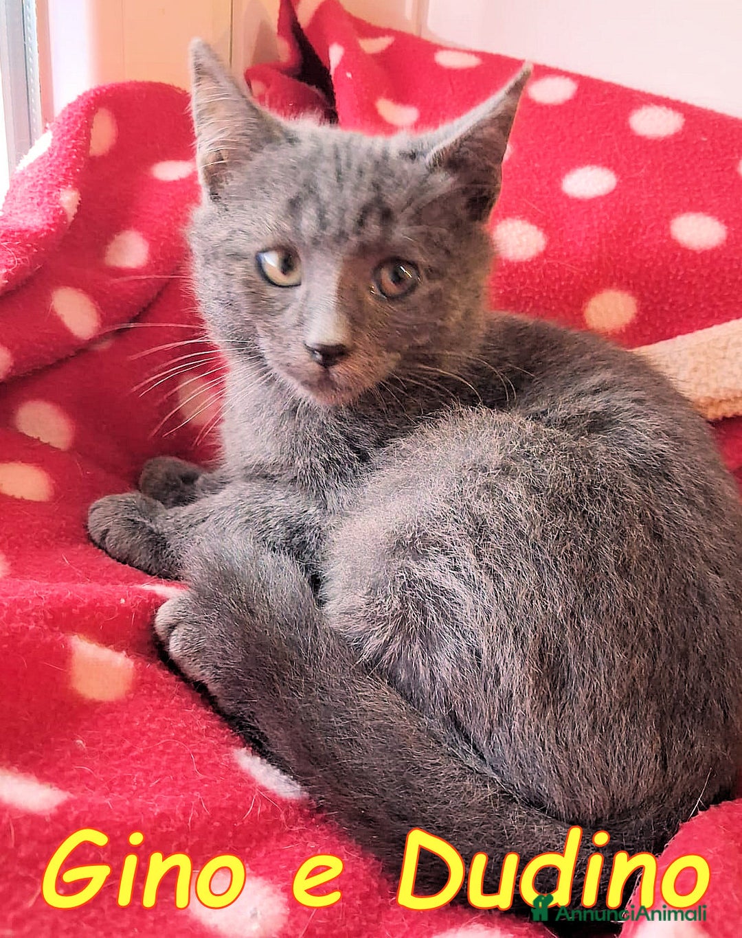 Certosino gatti in regalo: GINO E DUDINO - Annuncio 2