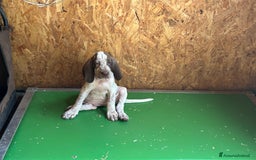 Bracco cani in vendita: cuccioli di bracco italiano a Provincia di Biella - Immagine 6