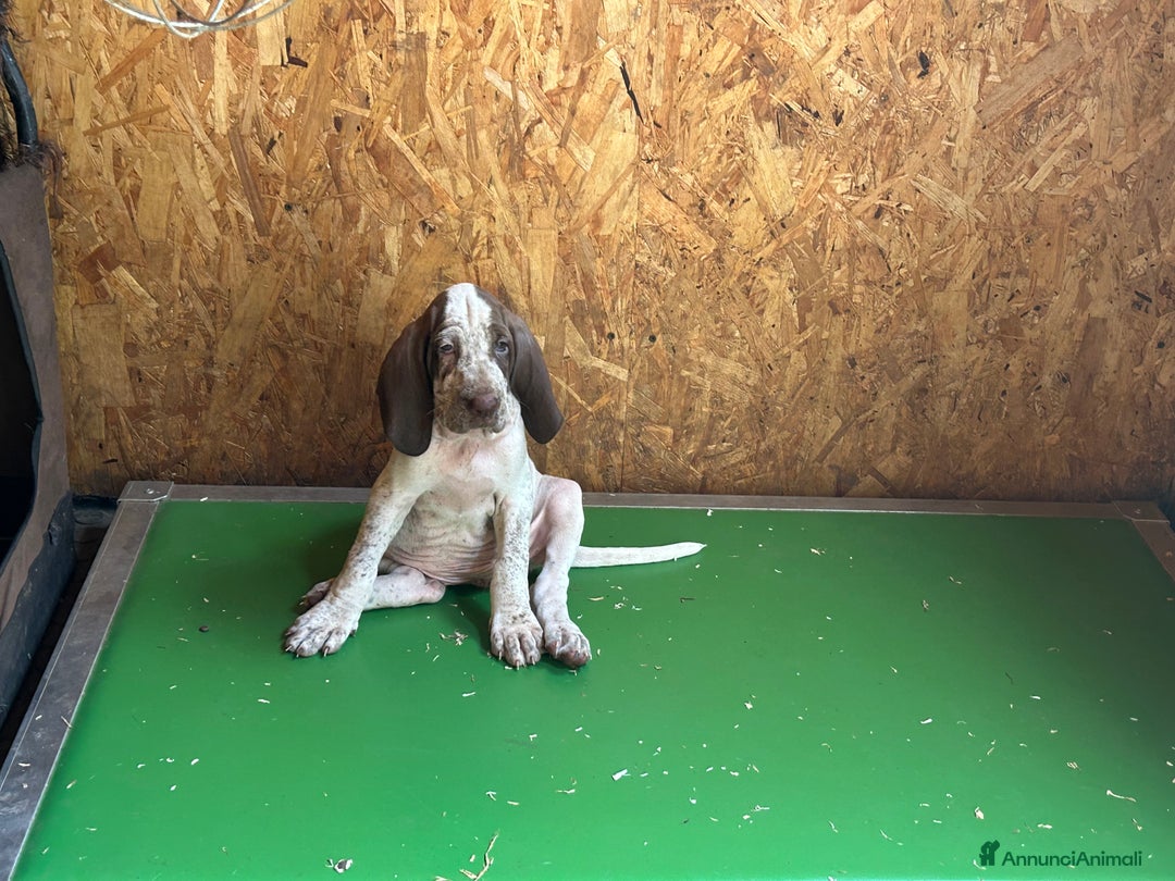 Bracco cani in vendita: cuccioli di bracco italiano a Provincia di Biella - Immagine 6