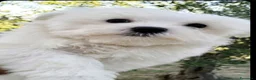 Maltese cani in vendita: Maltese maschio linea coreana taglia piu piccola  - Annuncio 3