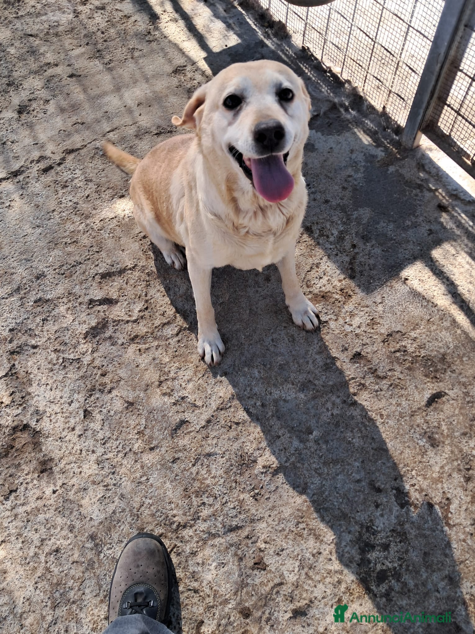 Altre razze cani miele  - Annuncio 31