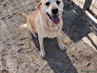 Altre razze cani miele - Annuncio 31