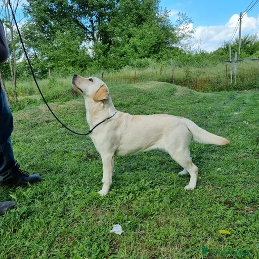 Immagine della galleria {{count}}