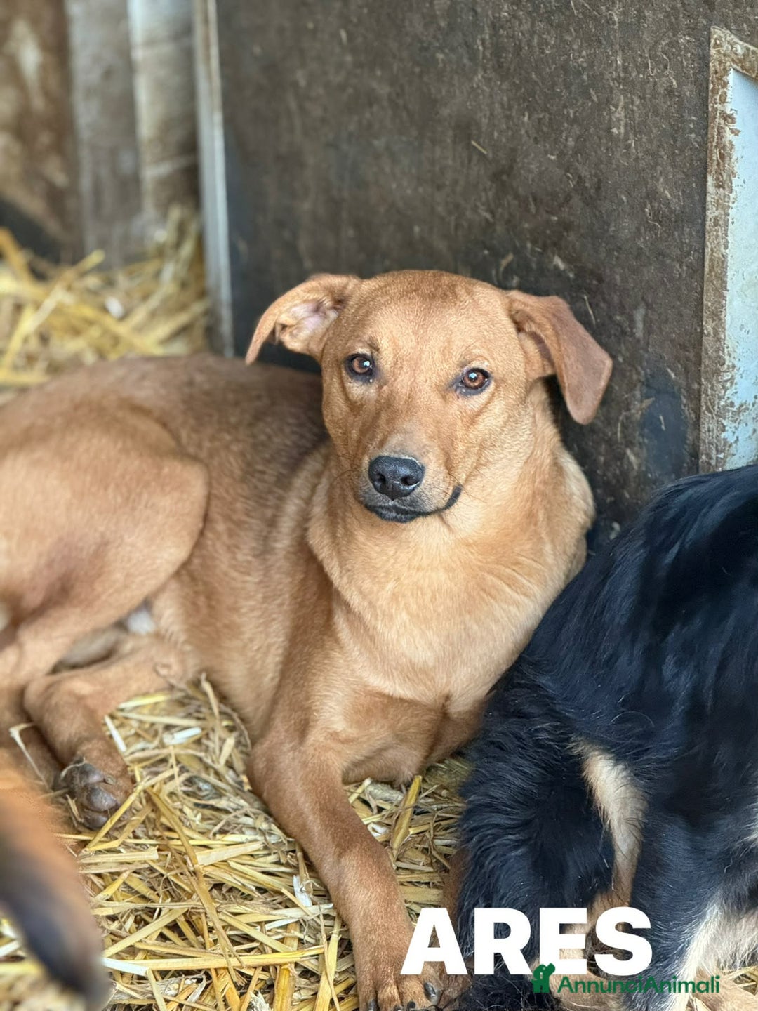 Meticcio cani in regalo: ARON e ARES, cuccioli dolci ma sfortunati  - Annuncio 7