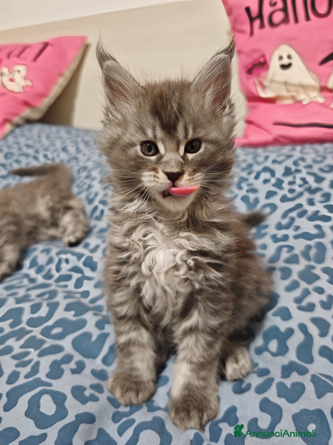 Maine Coon gatti in vendita: Cucciola di Maine coon con pedigree - Annuncio 1