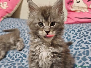 Maine Coon gatti Cucciola di Maine coon con pedigree - Annuncio 8