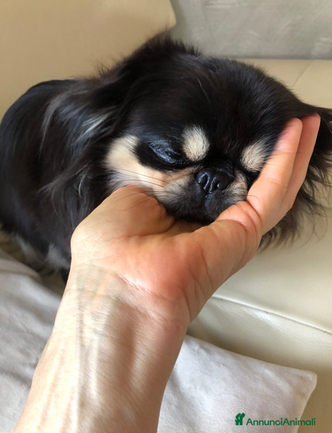 Chihuahua cani in vendita: Chihuahua adulta a Provincia di Brescia - Immagine 8