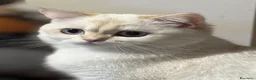 Scottish gatti in vendita: Splendidi cuccioli Scottish Fold e Straight - Annuncio 27
