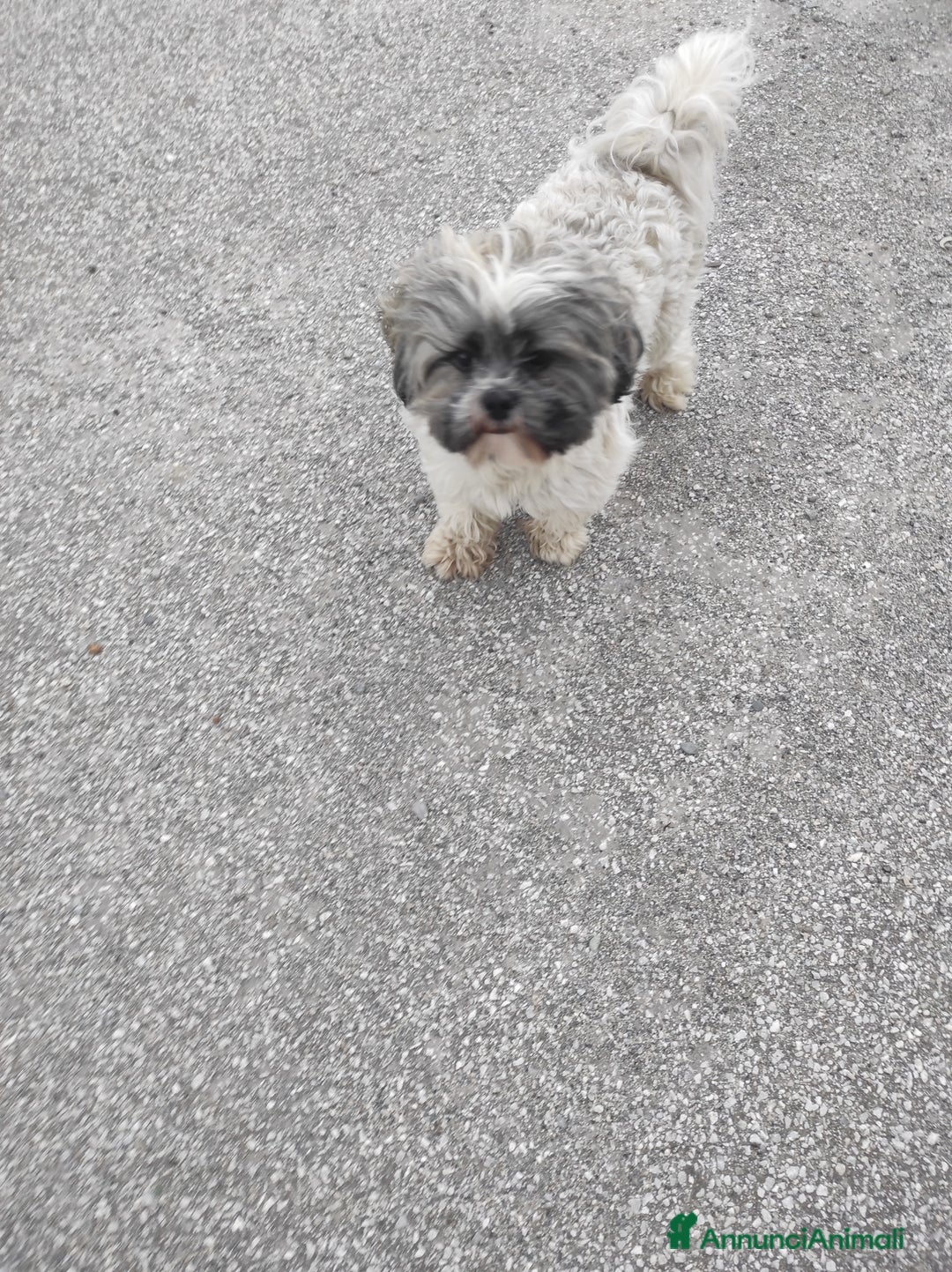 Shih Tzu cani in vendita: Coppia di Shitzu di un anno e mezzo  - Annuncio 4